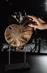 Аммонит Parahoplites sp.