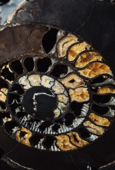 Аммонит Speetoniceras versicolor