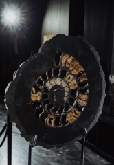 Аммонит Speetoniceras versicolor