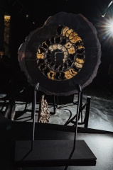 Аммонит Speetoniceras versicolor