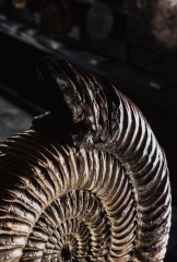 Аммонит Speetoniceras versicolor