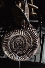 Аммонит Speetoniceras versicolor