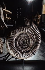 Аммонит Speetoniceras versicolor