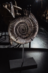 Аммонит Speetoniceras versicolor