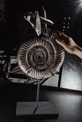 Аммонит Speetoniceras versicolor