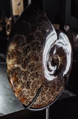 Аммонит Cleoniceras sp.