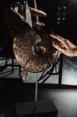 Аммонит Cleoniceras sp.