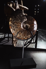 Аммонит Cleoniceras sp.