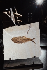 Рыба Knightia sp.