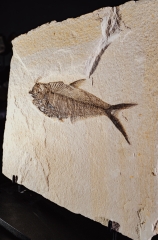 Рыба Knightia sp.