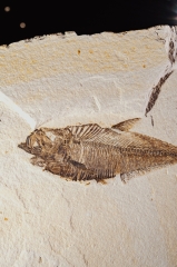 Рыба Knightia sp.