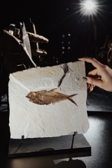 Рыба Knightia sp.