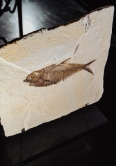 Рыба Knightia sp.