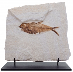 Рыба Knightia sp.