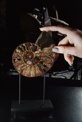 Аммонит Cleoniceras sp.