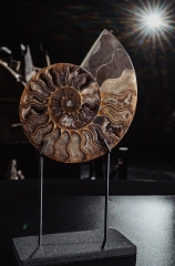 Аммонит Cleoniceras sp.