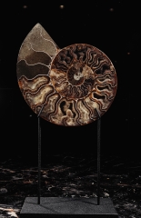 Аммонит Cleoniceras sp.