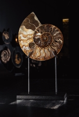 Аммонит Cleoniceras sp.