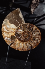 Аммонит Cleoniceras sp.