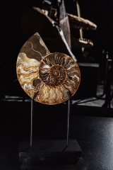 Аммонит Cleoniceras sp.