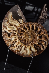 Аммонит Cleoniceras sp.