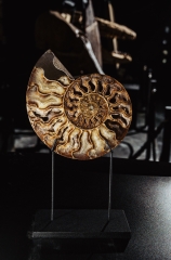 Аммонит Cleoniceras sp.
