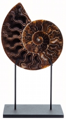 Аммонит Cleoniceras sp.