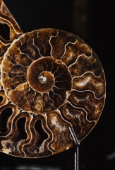 Аммонит Cleoniceras sp.