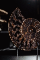 Аммонит Cleoniceras sp.