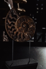 Аммонит Cleoniceras sp.