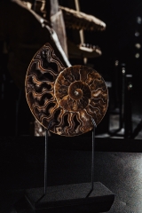 Аммонит Cleoniceras sp.