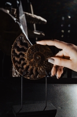 Аммонит Cleoniceras sp.