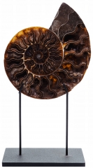 Аммонит Cleoniceras sp.