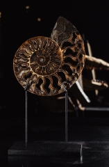 Аммонит Cleoniceras sp.