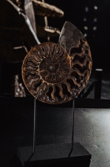 Аммонит Cleoniceras sp.