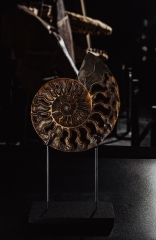 Аммонит Cleoniceras sp.