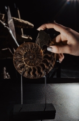 Аммонит Cleoniceras sp.