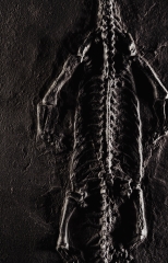 Кейхозавр Keichousaurus hui