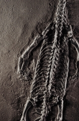 Кейхозавр Keichousaurus hui