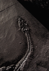 Кейхозавр Keichousaurus hui