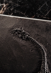 Кейхозавр Keichousaurus hui