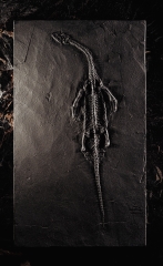 Кейхозавр Keichousaurus hui