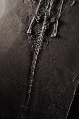 Кейхозавр Keichousaurus hui