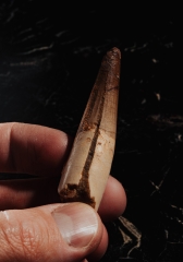 Зуб спинозавра