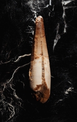 Зуб спинозавра