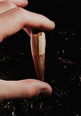 Зуб спинозавра