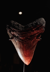 Зуб мегалодона 10,3 см