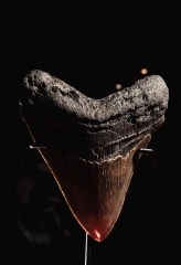 Зуб мегалодона 10,3 см