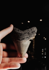 Зуб мегалодона 10,3 см