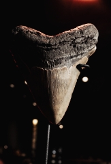 Зуб мегалодона 10,3 см